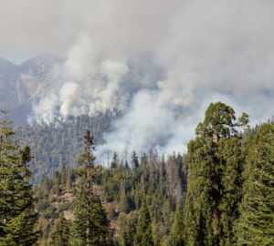 Raise your voice for the protection of giant sequoia