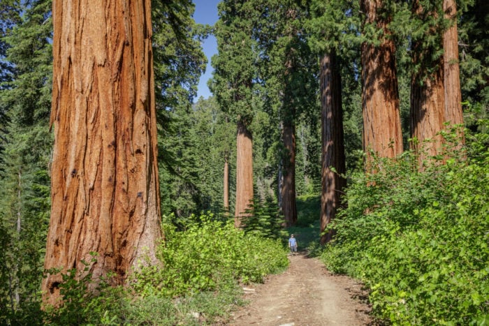 Forever Forest: The Campaign for the Redwoods raises $139 million
