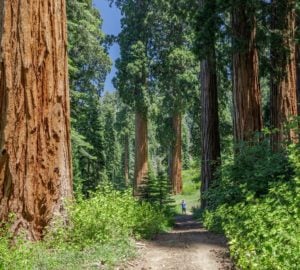 Alder Creek contains hundreds of ancient giant sequoia, nearly 500 wider than six feet in diameter. Photo by Max Forster, Save the Redwoods League