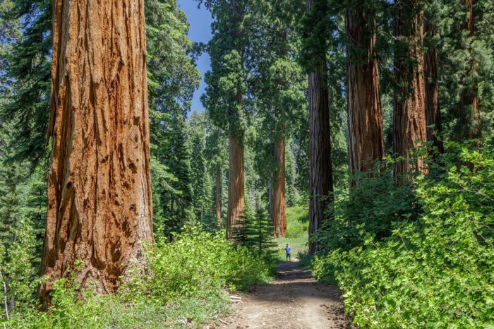 Ski Hill Grove trail path