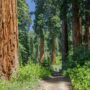 Alder Creek contains hundreds of ancient giant sequoia, nearly 500 wider than six feet in diameter. Photo by Max Forster, Save the Redwoods League