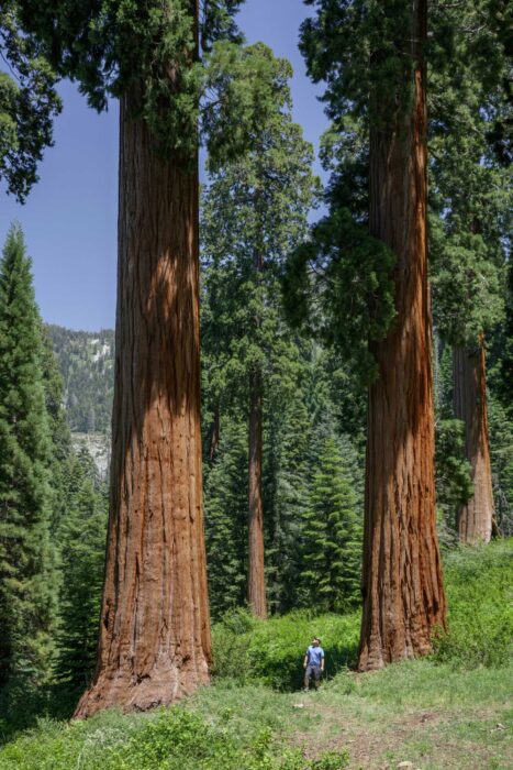 A man looks tiny as he stands between two massive giant sequoia trees in a green forest backed by mountains