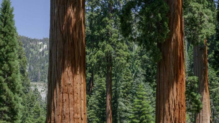 A man looks tiny as he stands between two massive giant sequoia trees in a green forest backed by mountains
