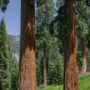 The giant sequoia on Alder Creek. Photo by Max Forster, Save the Redwoods League