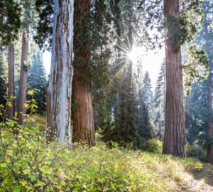 Giant sequoia on Alder Creek. Photo by Max Forster, Save the Redwoods League