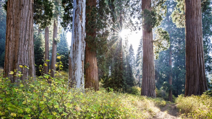 Giant sequoia on Alder Creek. Photo by Max Forster, Save the Redwoods League