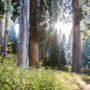 Giant sequoia on Alder Creek. Photo by Max Forster, Save the Redwoods League