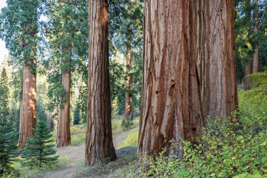 The giant sequoia on Alder Creek combine with a raw natural landscape. Photo by Max Forster, Save the Redwoods League