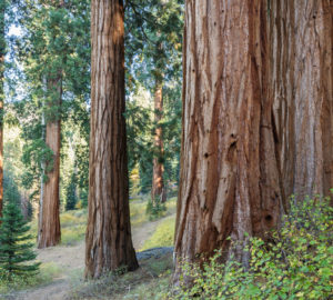 The giant sequoia on Alder Creek combine with a raw natural landscape. Photo by Max Forster, Save the Redwoods League