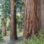 The giant sequoia on Alder Creek combine with a raw natural landscape. Photo by Max Forster, Save the Redwoods League