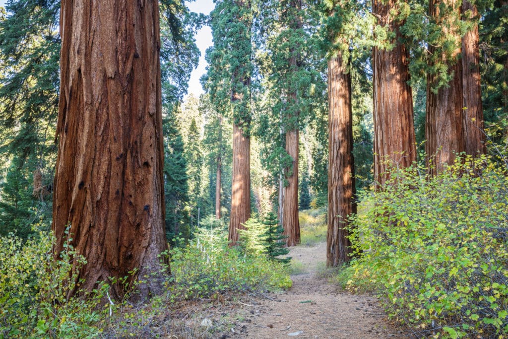 Trail pathway running through giant sequoias in Alder Creek Grove