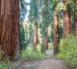 Trail pathway running through giant sequoias in Alder Creek Grove