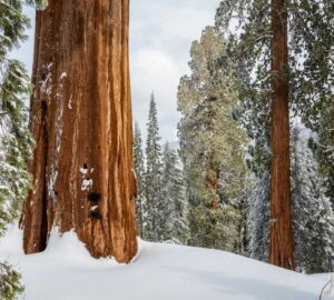 Snow in Alder Creek. Photo by Max Forster.