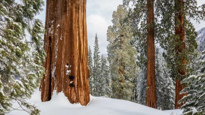 Snow in Alder Creek. Photo by Max Forster.