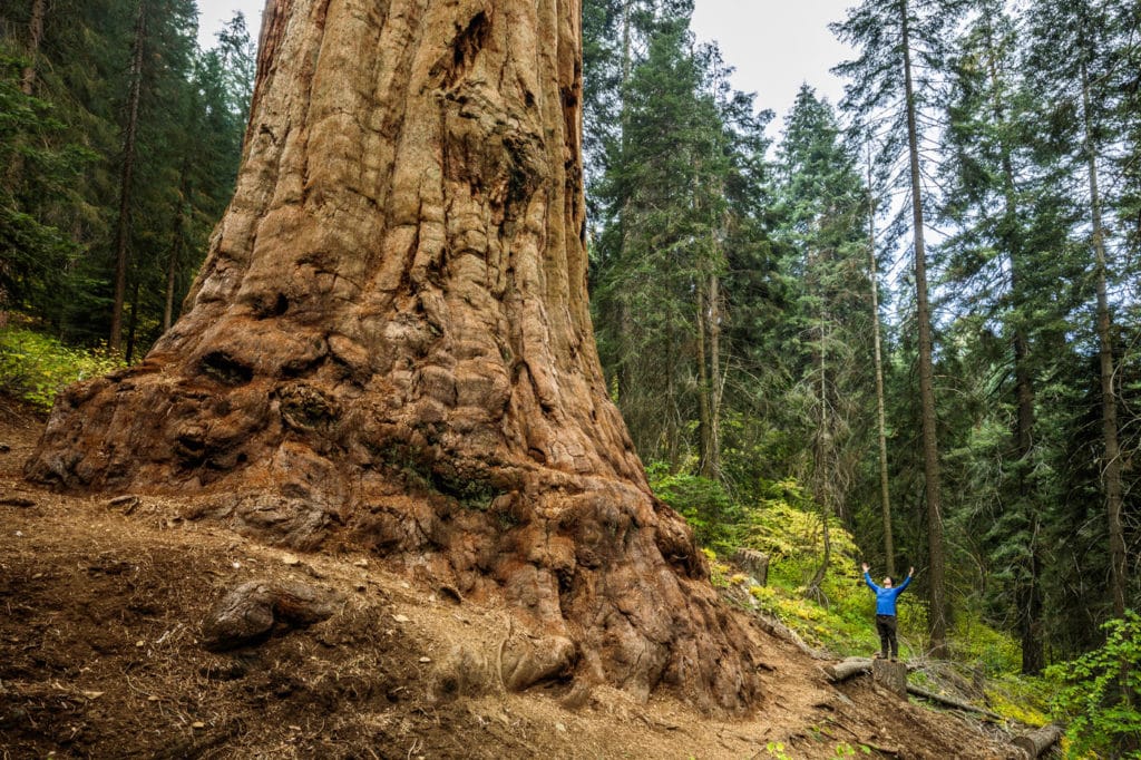 Stagg Tree downslope with a person at the base for scale