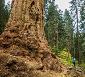 Stagg Tree downslope with a person at the base for scale