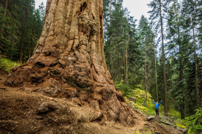 Stagg tree downslope