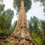 The Stagg Tree, the fifth largest known tree in the world, is thought to be thousands of years old. Photo by Max Forster, Save the Redwoods League