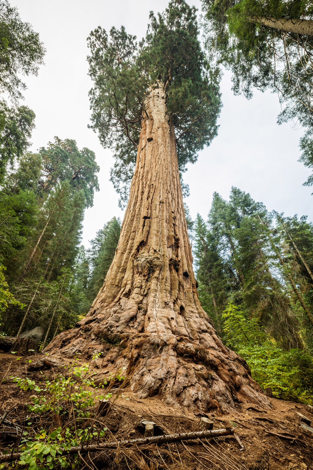 Giant ancient trees