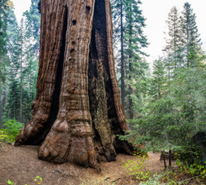 The Stagg Tree is the fifth largest known tree in the world. Photo by Max Forster, Save the Redwoods League