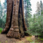 The Stagg Tree is the fifth largest known tree in the world. Photo by Max Forster, Save the Redwoods League