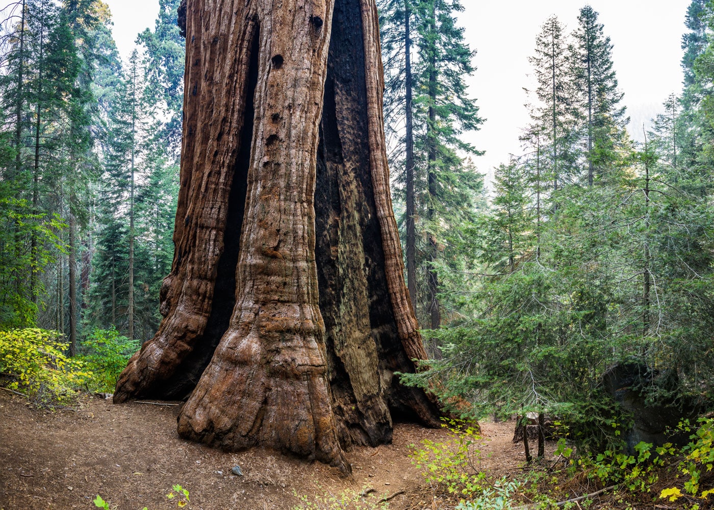 Stagg Tree at Alder Creek. Photo by Max Forster.