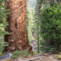 Alder Creek contains hundreds of ancient giant sequoia, nearly 500 wider than six feet in diameter. Photo by Max Forster, Save the Redwoods League