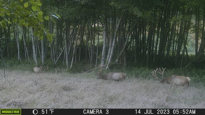 Three Roosevelt graze in grassland on the edge of a forest.