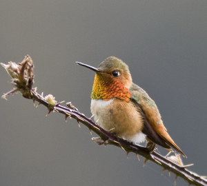 This Allen's hummingbird was spotted at Prairie Creek Redwoods State Park. Photo by Ron LeValley.