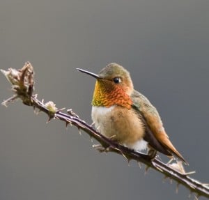 This Allen's hummingbird was spotted at Prairie Creek Redwoods State Park. Photo by Ron LeValley.