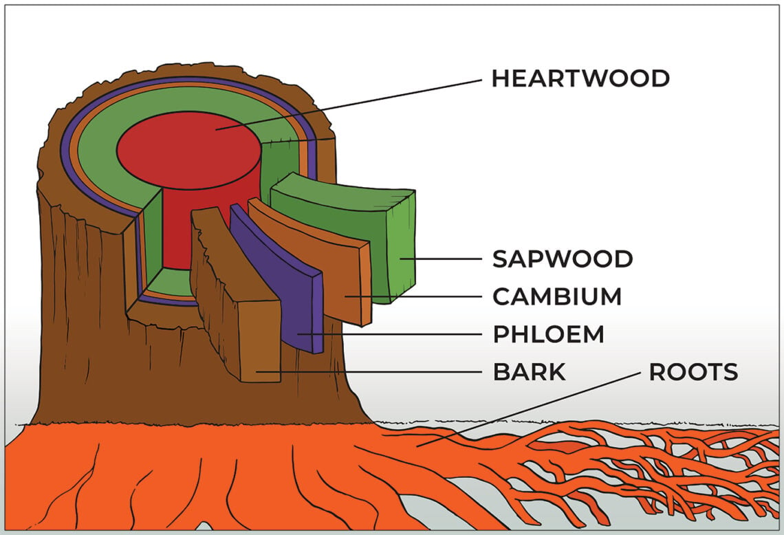An illustration showing the layers beneath the bark of a redwood tree: phloem, cambium, sapwood, and heartwood.