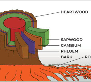 An illustration showing the layers beneath the bark of a redwood tree: phloem, cambium, sapwood, and heartwood.