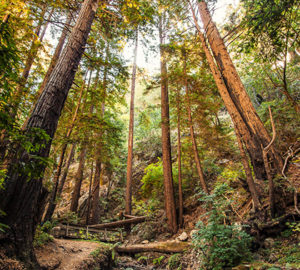 Julia Pfeiffer Burns State Park. Photo by Christopher Chan, Flickr Creative Commons