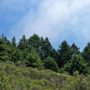 The 523-acre Tc’ih-Léh-Dûñ property contains 200 acres of old-growth coast redwoods and imperiled species habitat. Photo by Alex Herr, NCRM Inc.