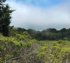 The 523-acre Tc’ih-Léh-Dûñ property contains 200 acres of old-growth coast redwoods and imperiled species habitat. Photo by Alex Herr, NCRM Inc.