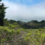 The 523-acre Tc’ih-Léh-Dûñ property contains 200 acres of old-growth coast redwoods and imperiled species habitat. Photo by Alex Herr, NCRM Inc.