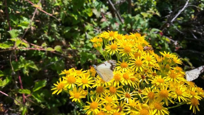 Two butterflies with brown-tipped white wings and a bumble bee collecting nectar on a patch of bright yellow wildflowers.