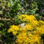 Summer flowers on the Andersonia West property. Photo by Alex Herr, NCRM Inc.