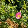 Summer flowers on Tc’ih-Léh-Dûñ. Photo by Alex Herr, NCRM Inc.