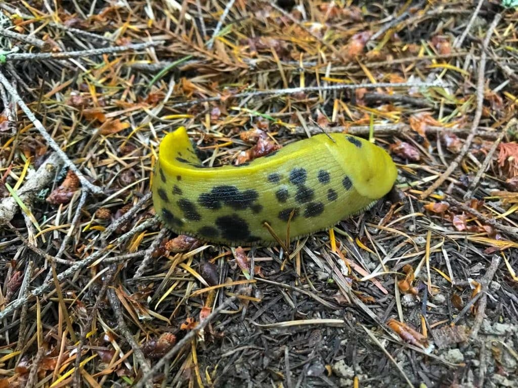 Close-up landscape-style image of a bright yellow spotted banana slug among dry redwood needles on the forest floor.