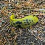 A banana slug on Tc’ih-Léh-Dûñ. Photo by Alex Herr, NCRM Inc.