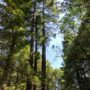 The 523-acre Tc’ih-Léh-Dûñ property contains 200 acres of old-growth coast redwoods and imperiled species habitat. Photo by Alex Herr, NCRM Inc.