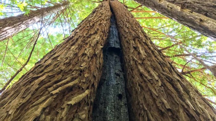 Landscape photo shot looking up the length of the trunk of a redwood tree.
