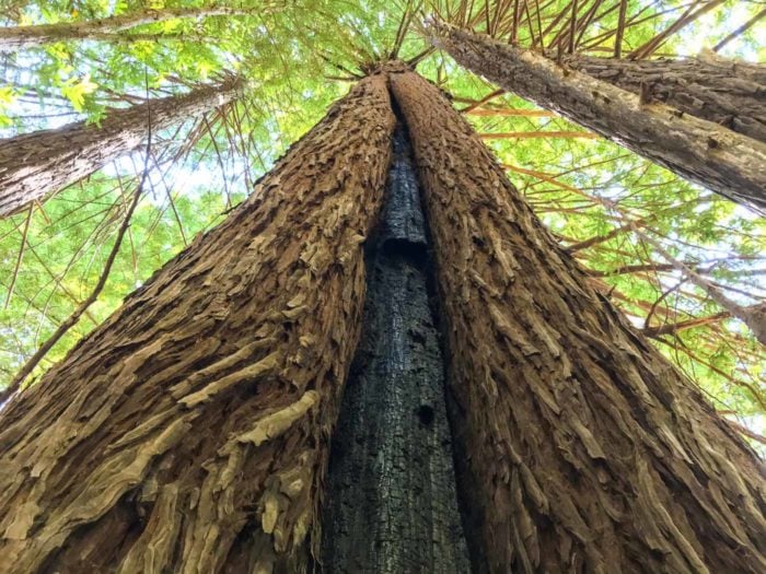 Landscape photo shot looking up the length of the trunk of a redwood tree.
