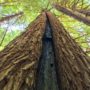 A burn scar on the trunk of a coast redwood tree on Tc’ih-Léh-Dûñ. Photo by Alex Herr, NCRM Inc.