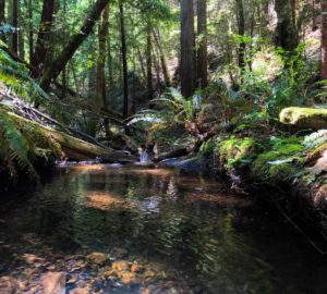 Tc’ih-Léh-Dûñ is a critical wildlife corridor, providing stream habitat for coho salmon and steelhead trout. Photo by Alex Herr, NCRM Inc.