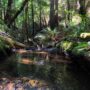 Tc’ih-Léh-Dûñ is a critical wildlife corridor, providing stream habitat for coho salmon and steelhead trout. Photo by Alex Herr, NCRM Inc.