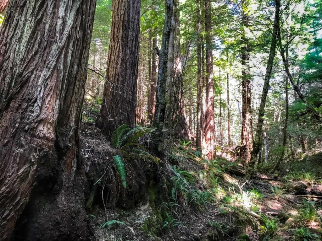 Landscape-style shot of the trunks of healthy, second-growth redwood trees.