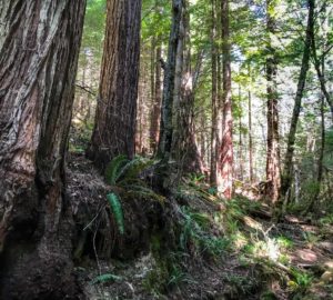 Landscape-style shot of the trunks of healthy, second-growth redwood trees.