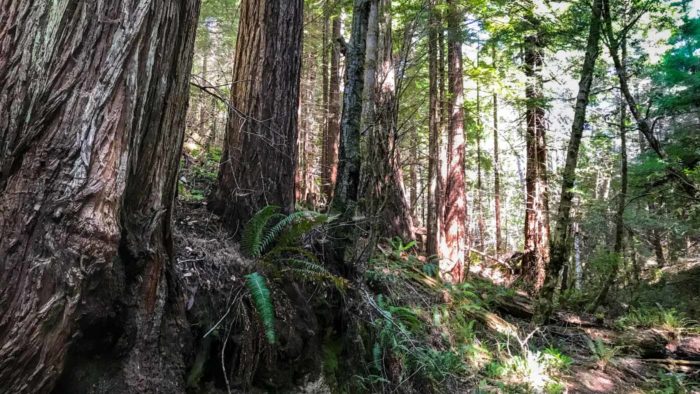 Landscape-style shot of the trunks of healthy, second-growth redwood trees.